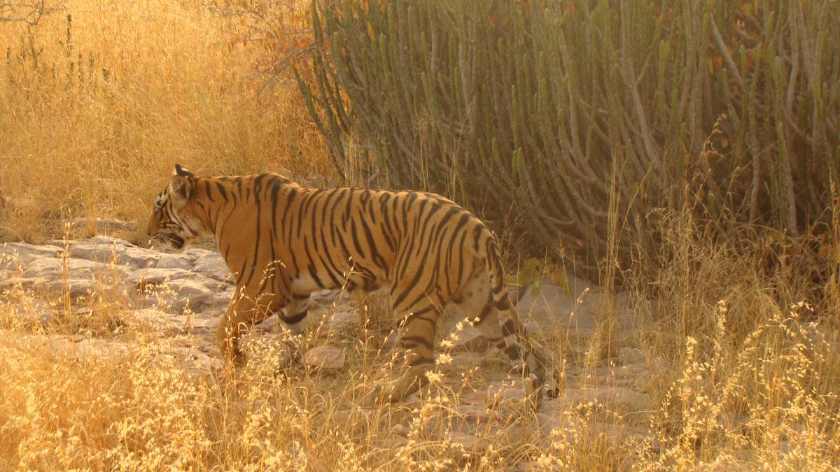A_tiger_at_Ranthambore_National_Park