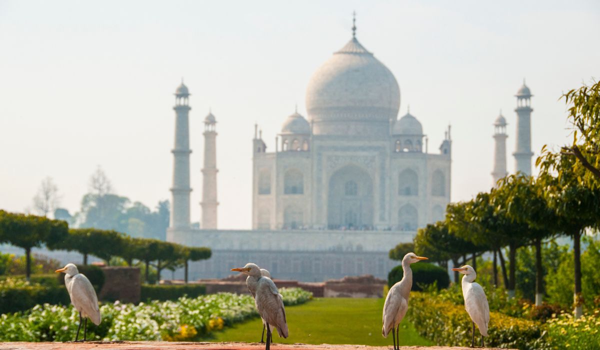 Taj Mahal sunrise view from garden with birds and peaceful atmosphere