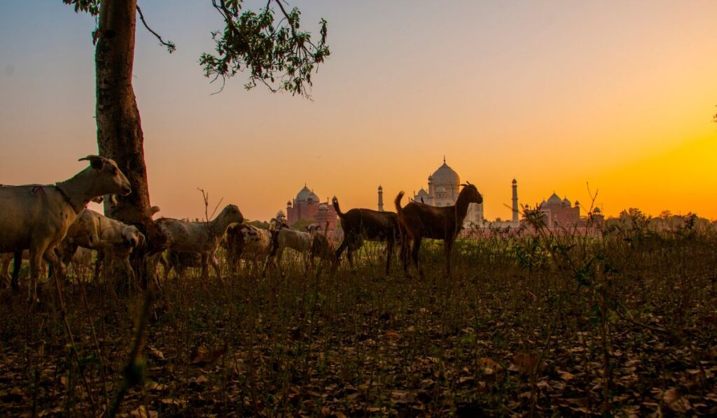 Sunset view of the Taj Mahal from Mehtab Bagh with camel silhouettes in the foreground