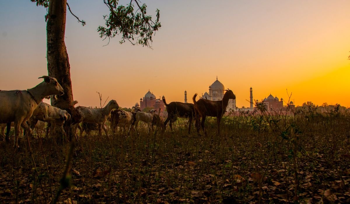 Sunset view of the Taj Mahal from Mehtab Bagh with camel silhouettes in the foreground