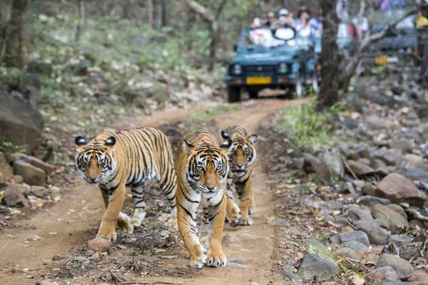 Golden Triangle with Ranthambore