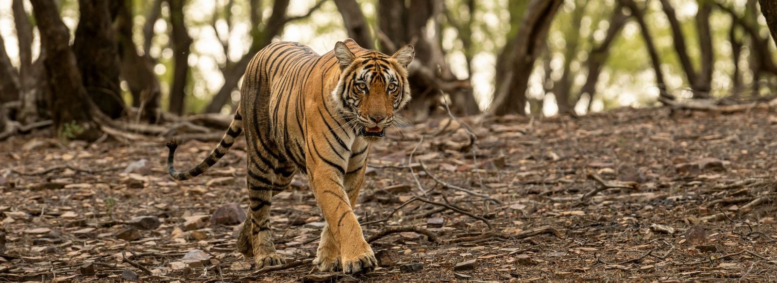 Golden Triangle with Ranthambore